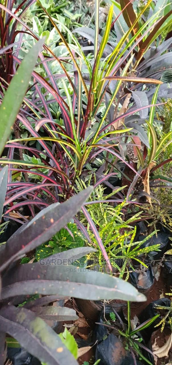 Croton Trees for Sale