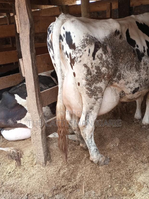 Super Giant Pedigree - thumbnail 4