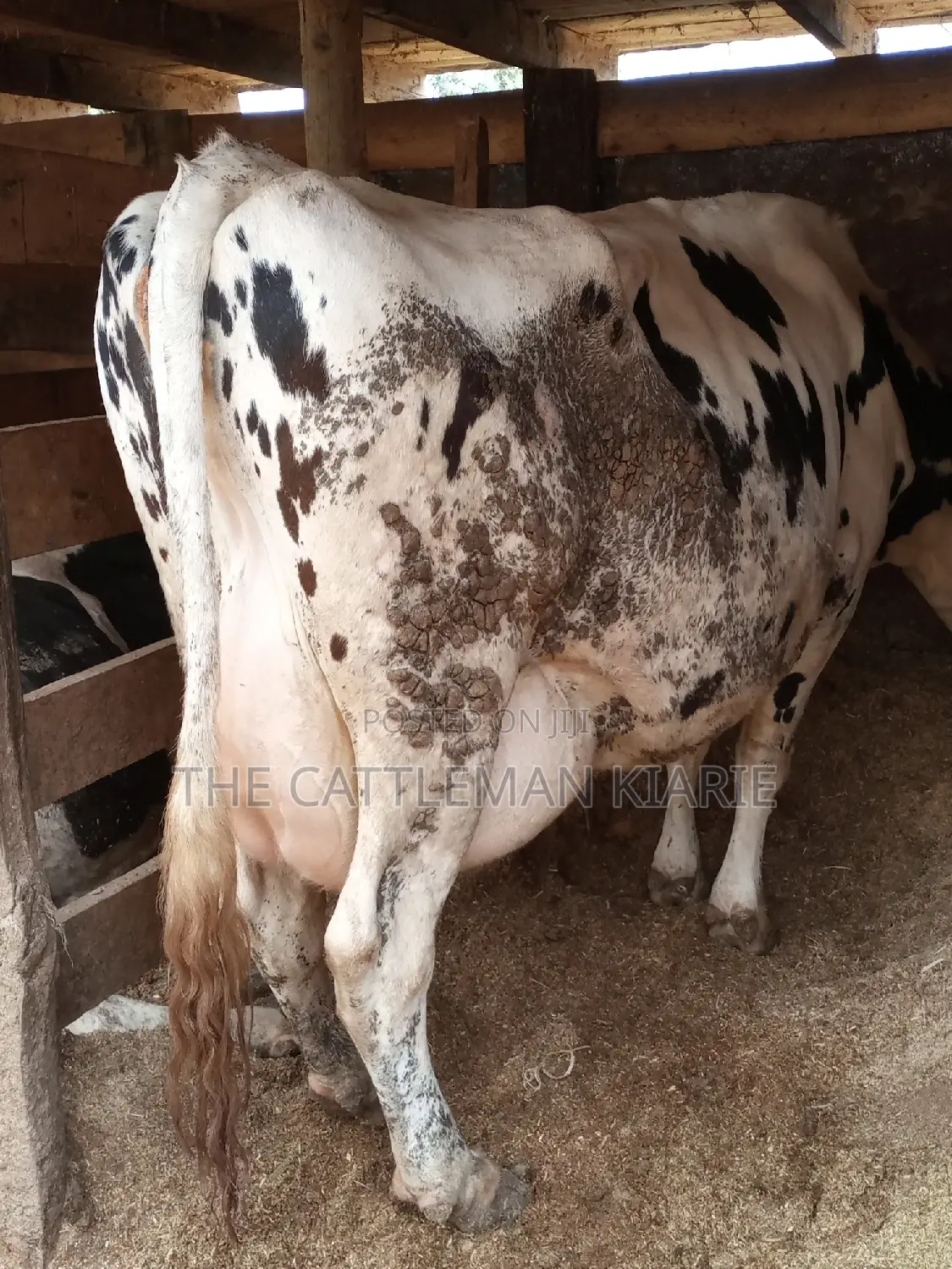 Super Giant Pedigree