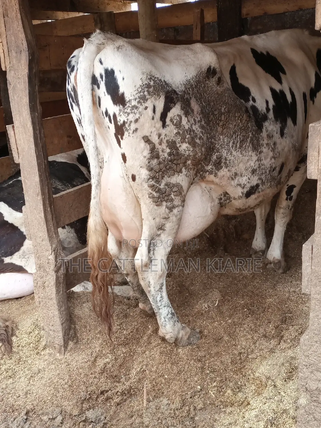 Super Giant Pedigree