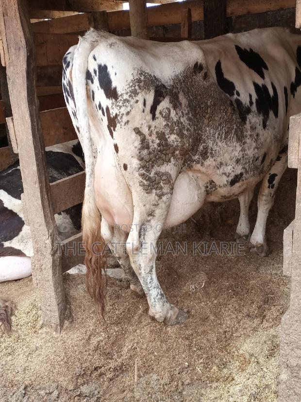 Super Giant Pedigree - thumbnail 5