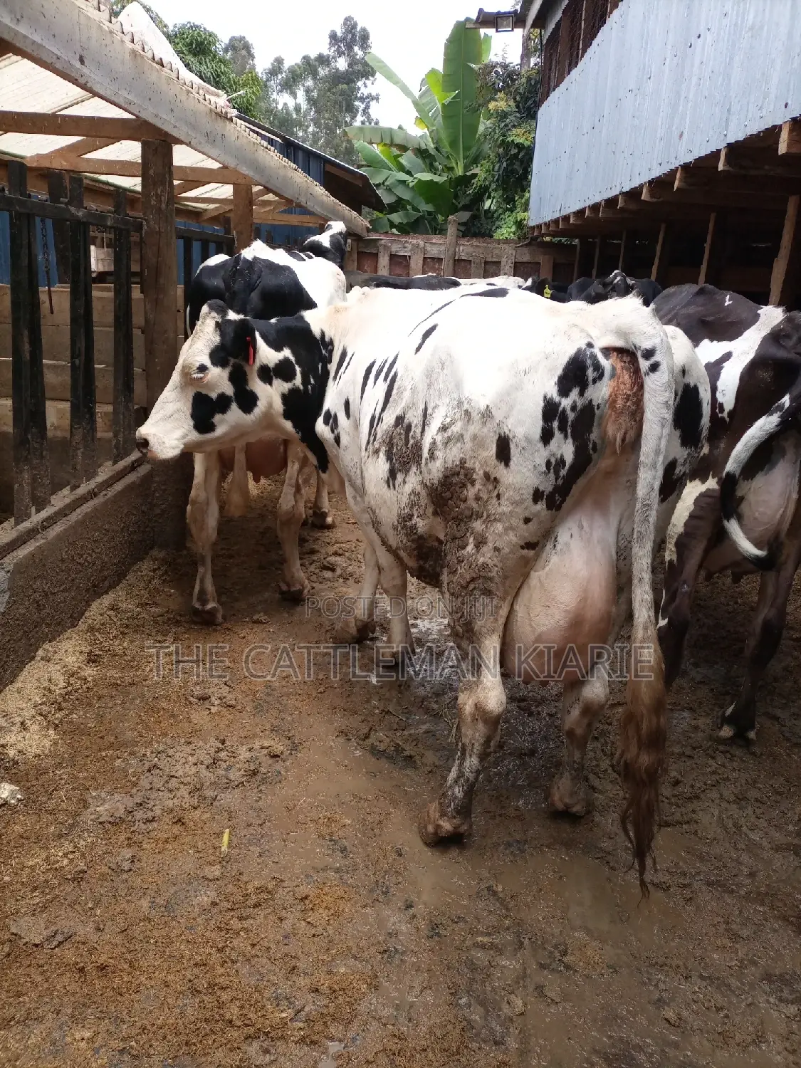 Super Giant Pedigree