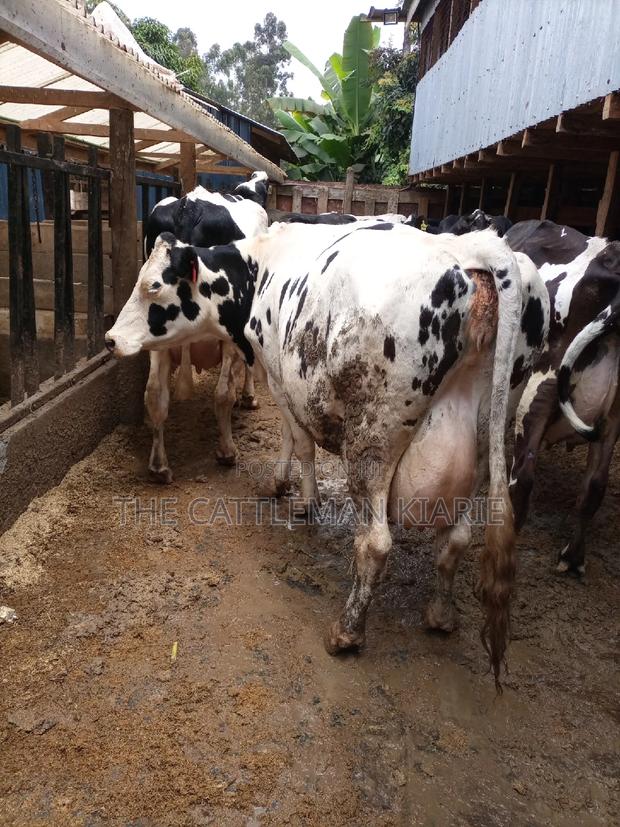 Super Giant Pedigree - thumbnail 6