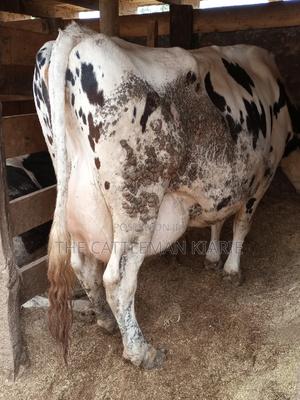 Super Giant Pedigree - thumbnail 2