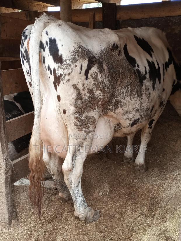 Super Giant Pedigree - main view