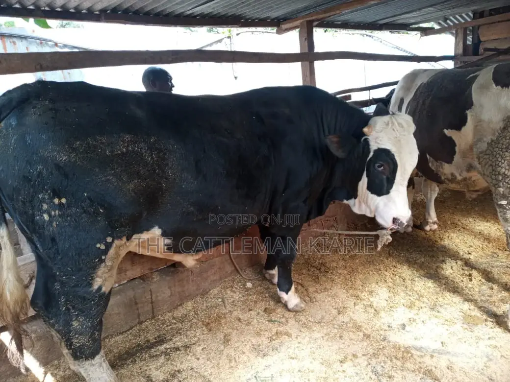 Breeding Bulls