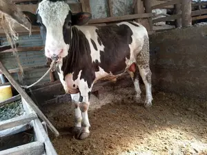 Breeding Bulls