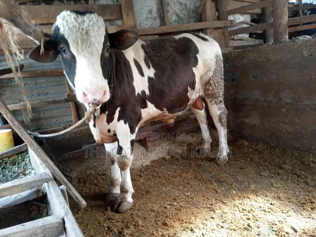 Breeding Bulls