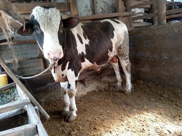 Breeding Bulls - thumbnail 4