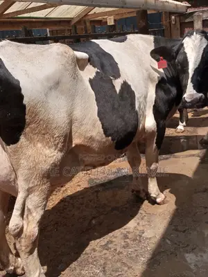 Super Giant Pedigrees