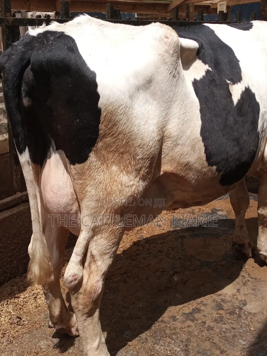 Super Giant Pedigrees