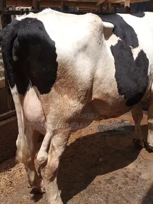 Super Giant Pedigrees