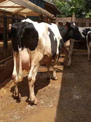 Super Giant Pedigrees