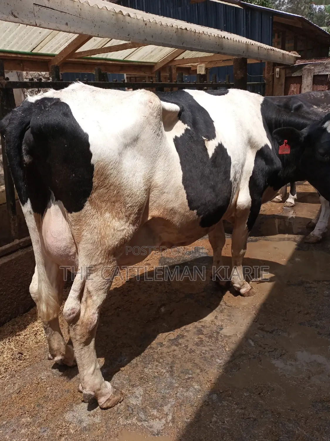 Super Giant Pedigrees