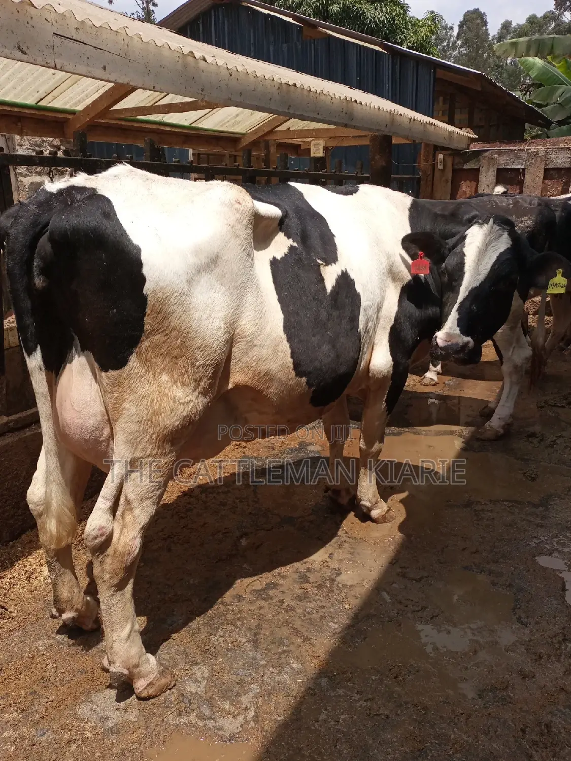 Super Giant Pedigrees