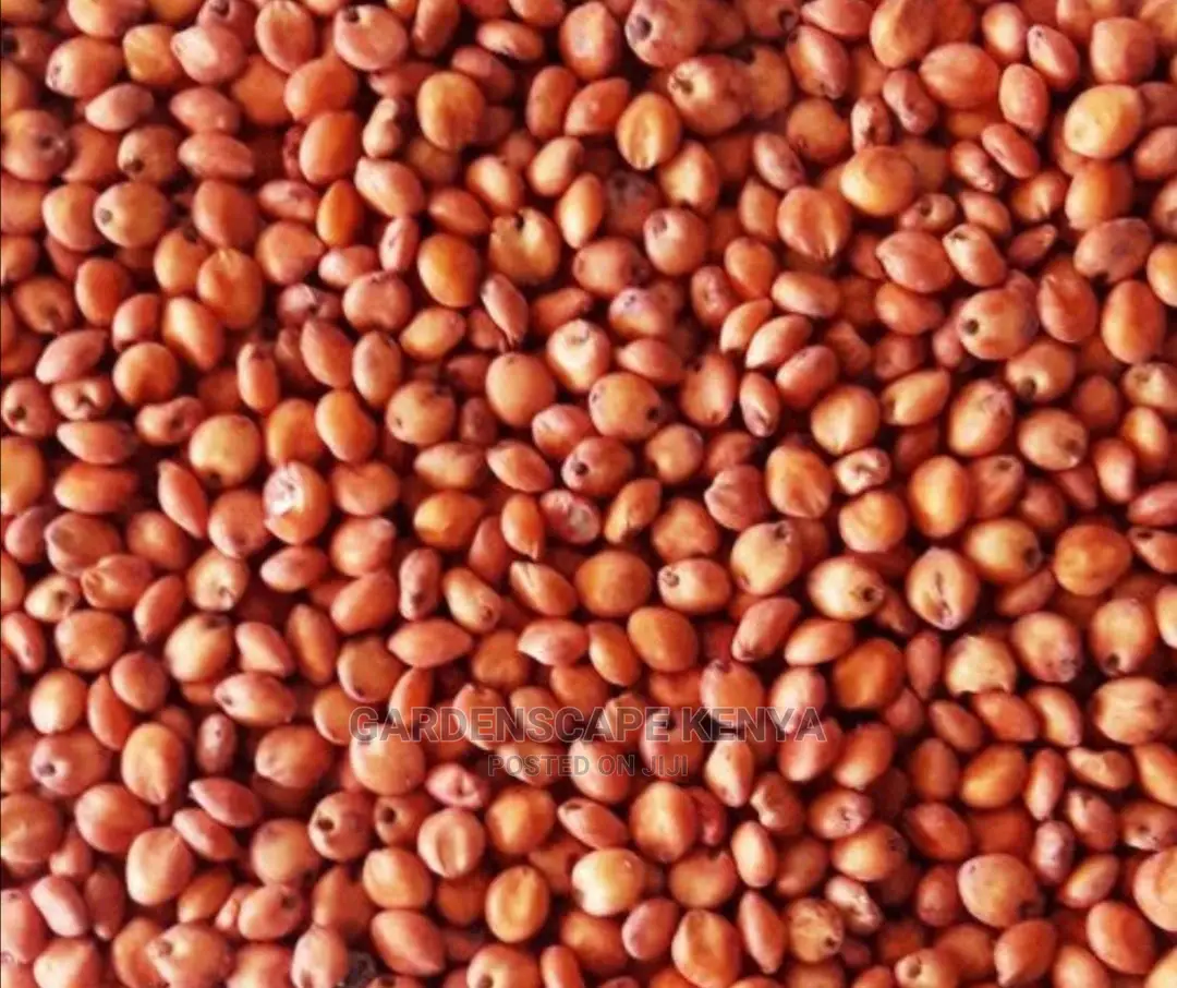 Hybrid Sudan Grass Seeds for Sale Per Kg