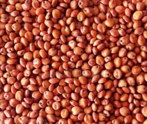Hybrid Sudan Grass Seeds for Sale Per Kg