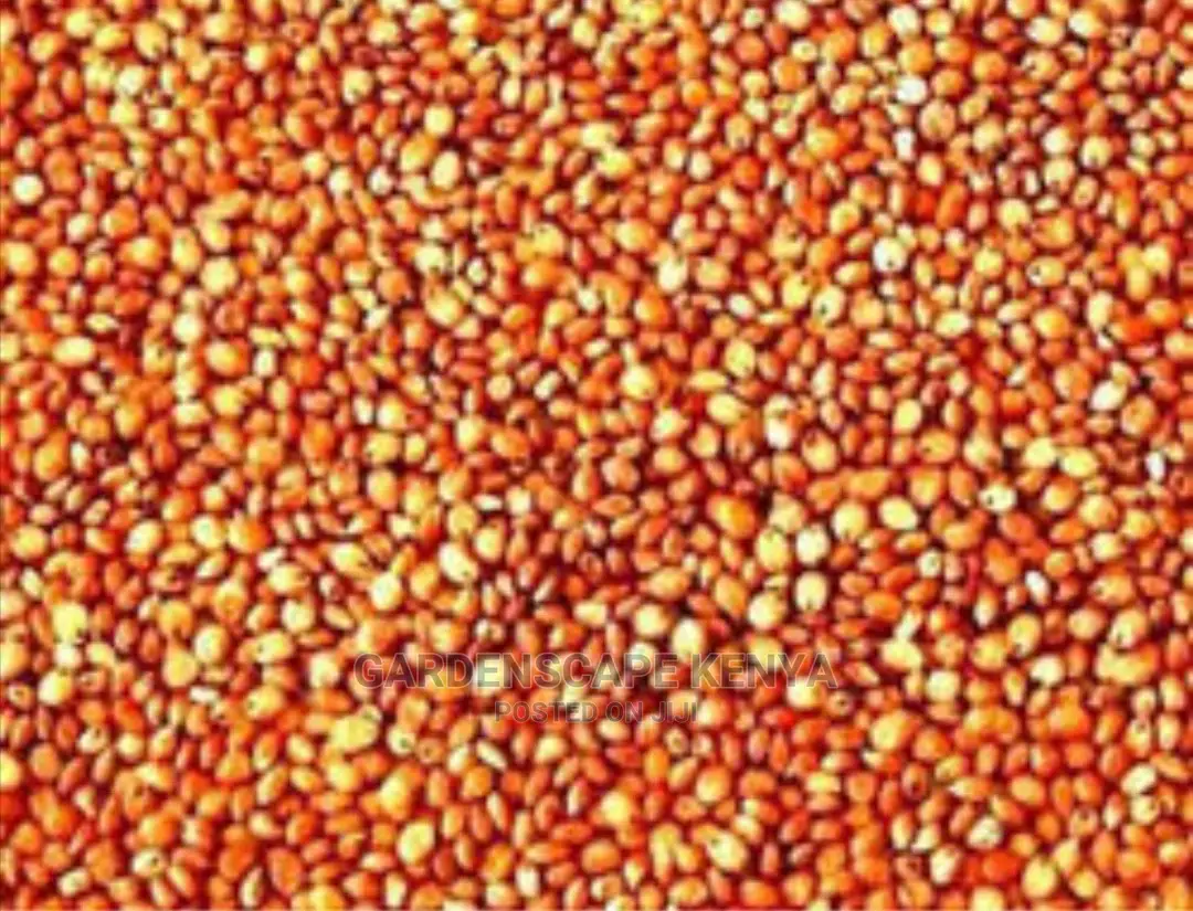 Hybrid Sudan Grass Seeds for Sale Per Kg