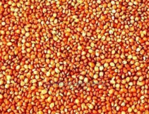 Hybrid Sudan Grass Seeds for Sale Per Kg