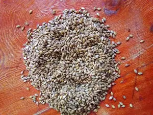 Bracharia Seeds 1kg