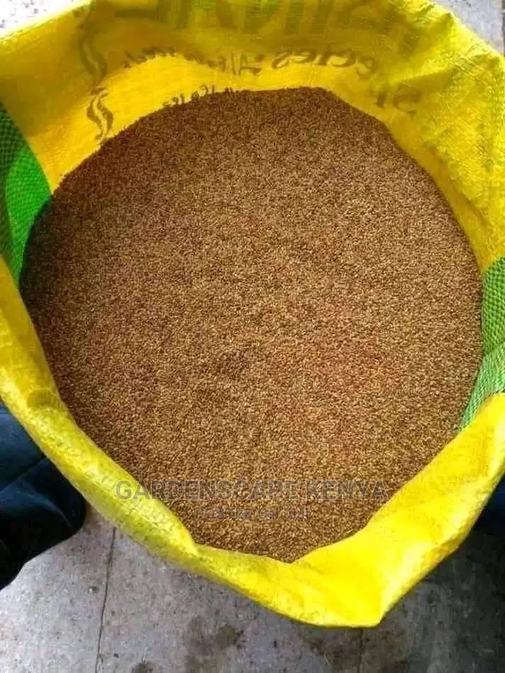 Desmodium Green Leaf Seeds