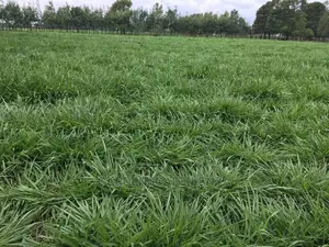 Bracharia Seeds 1kg