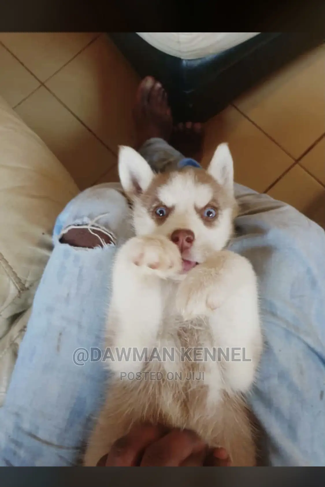0-1 Month Female Purebred Siberian Husky