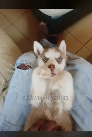 0-1 Month Female Purebred Siberian Husky