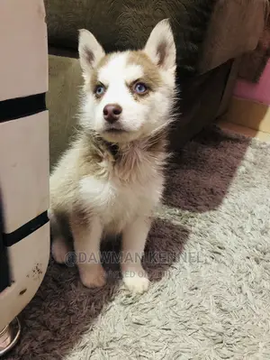 0-1 Month Female Purebred Siberian Husky