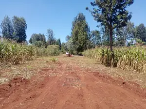 Gatitu/Nyeri 50/100 Prime Plots