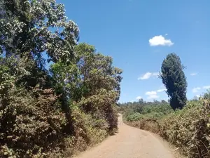 Gatitu/Nyeri 50/100 Prime Plots
