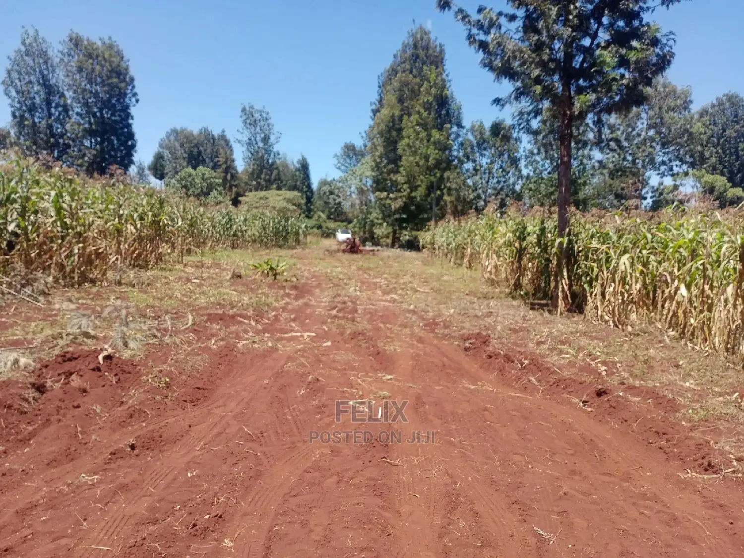 Gatitu/Nyeri 50/100 Prime Plots