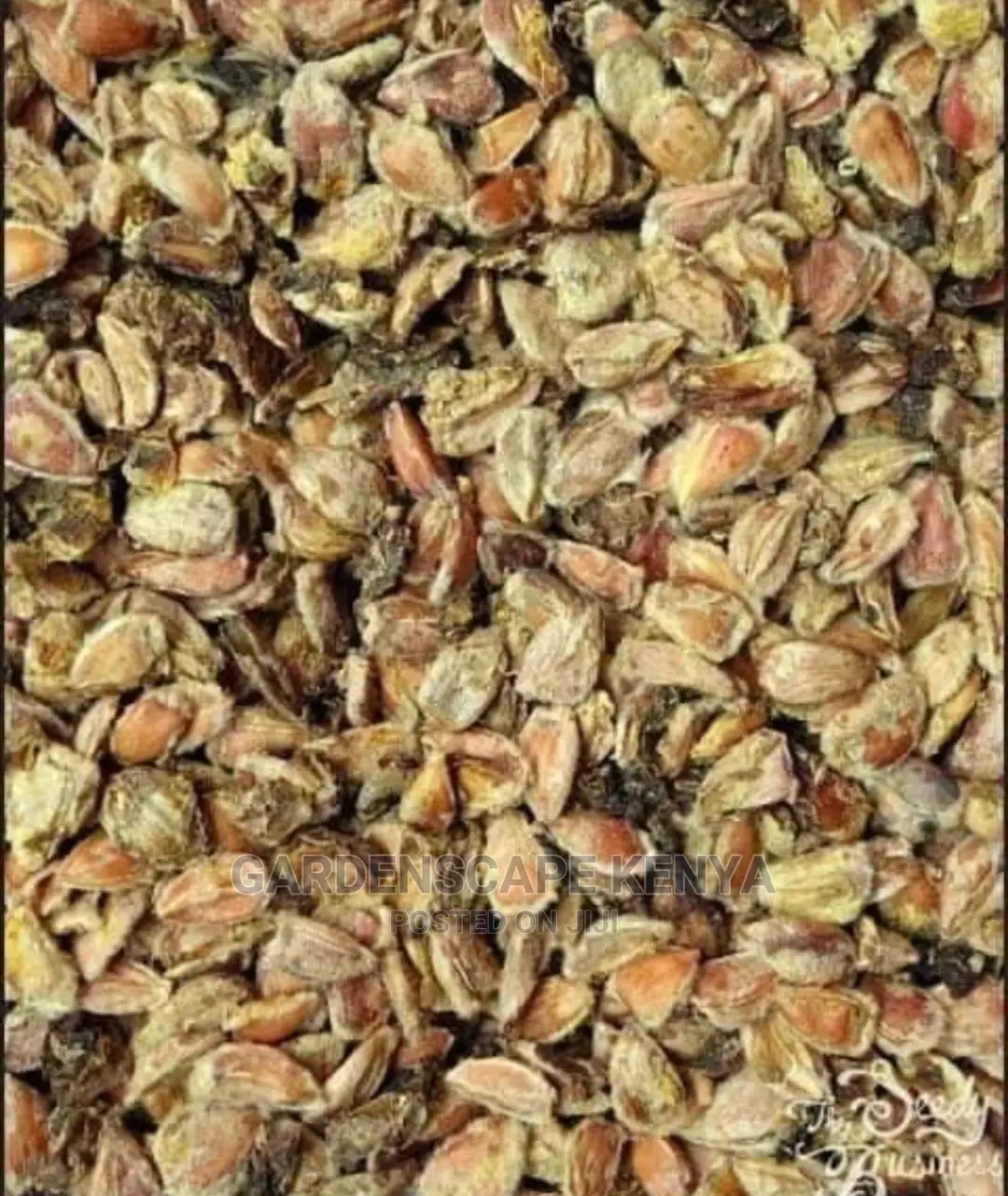 Seeds for Kei Apple on Sale