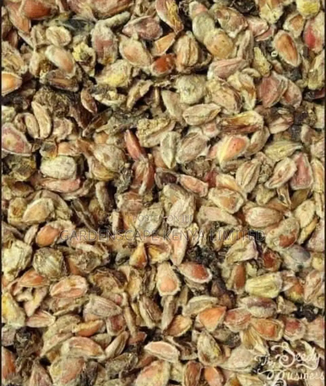 Seeds for Kei Apple on Sale