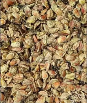 Seeds for Kei Apple on Sale