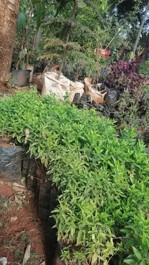Seeds for Kei Apple on Sale