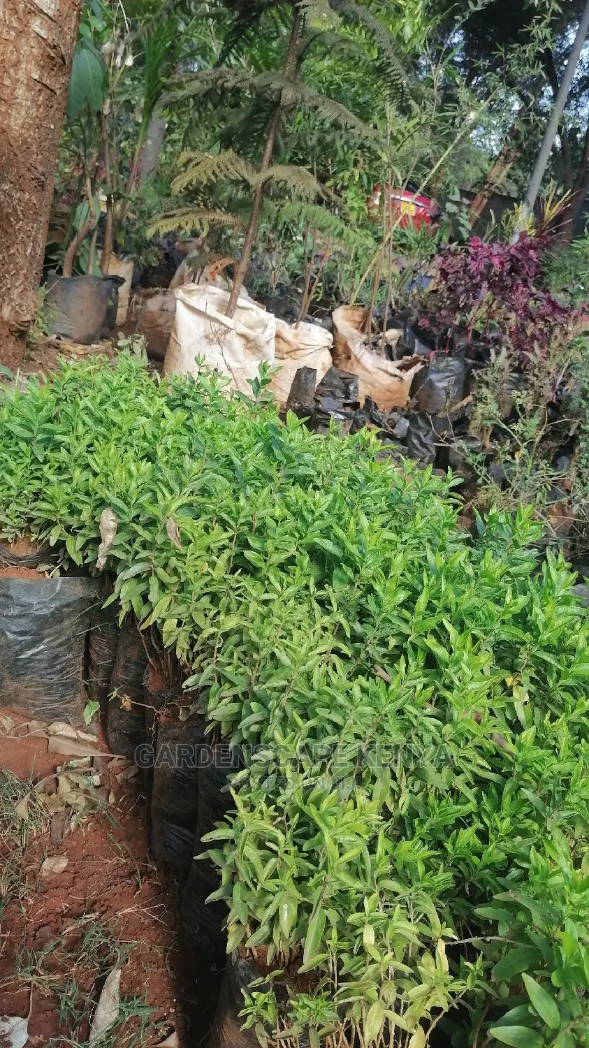 Seeds for Kei Apple on Sale