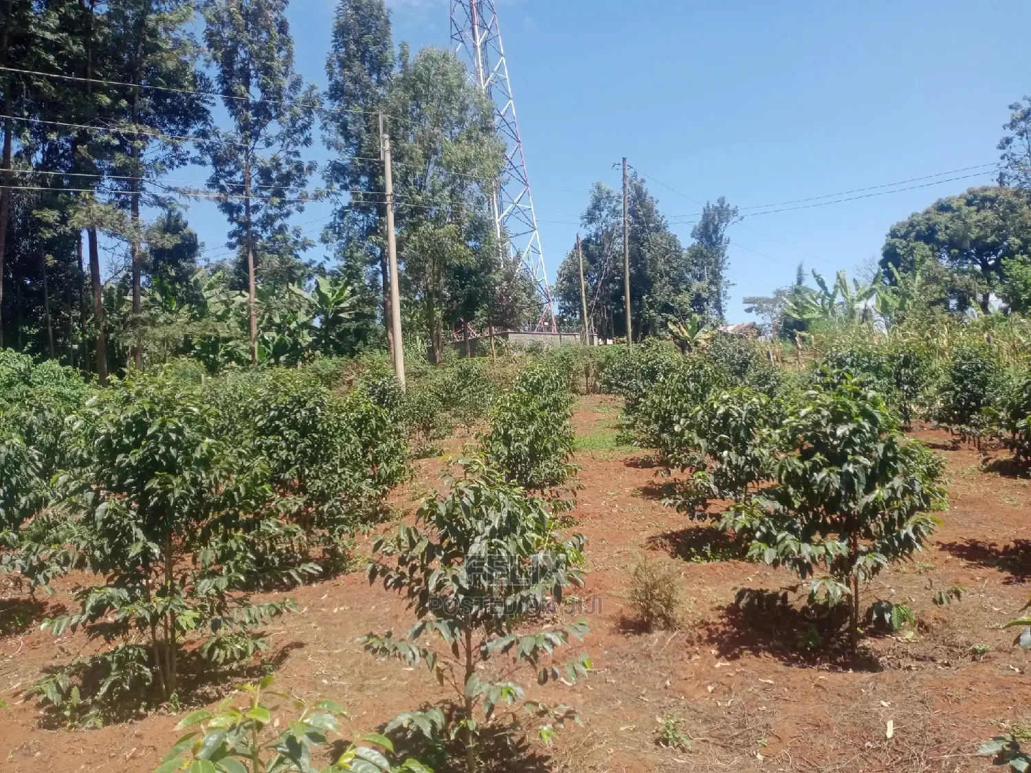 Karatina Mwanda Quarter Plot