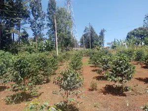 Karatina Mwanda Quarter Plot