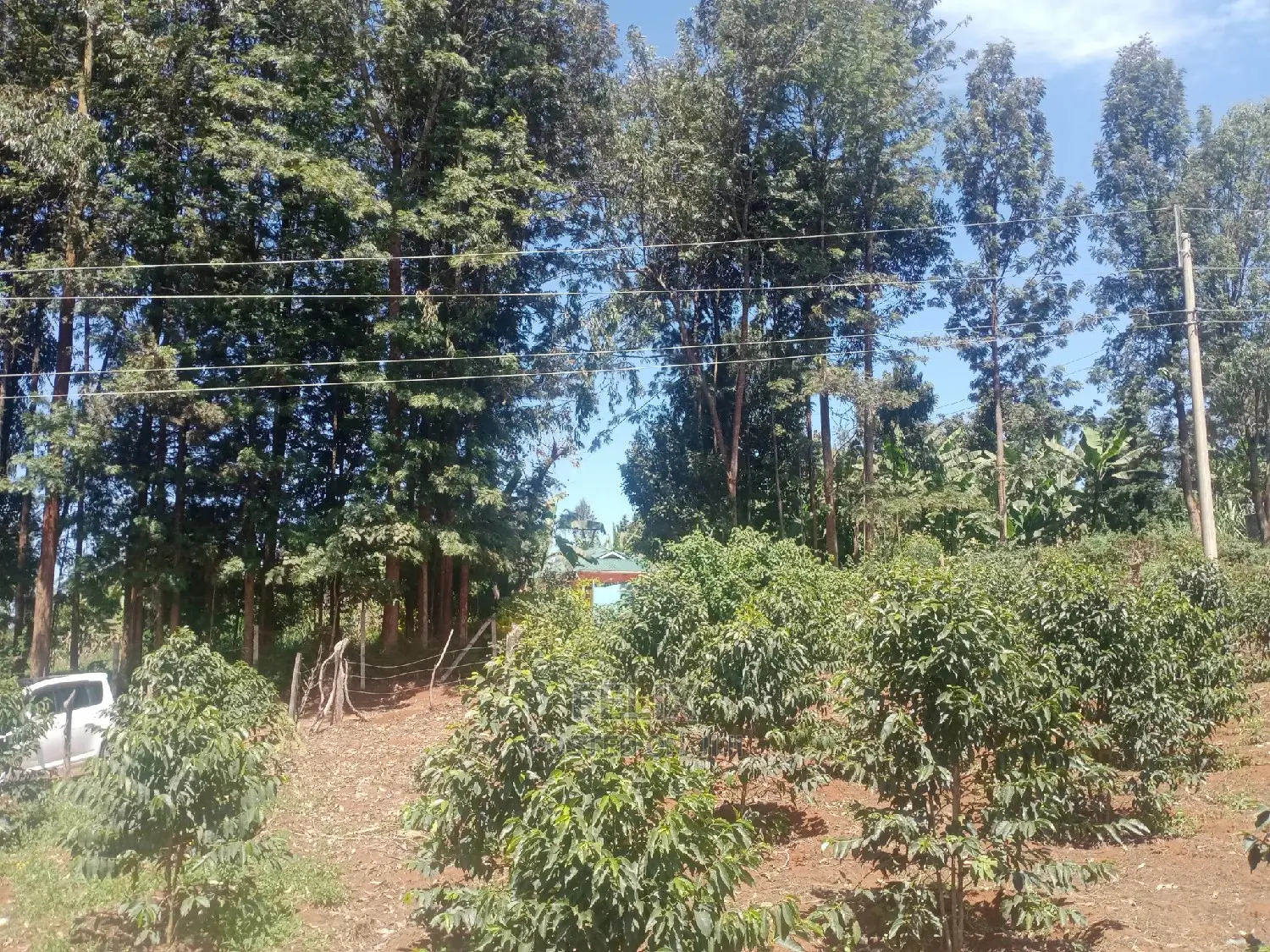 Karatina Mwanda Quarter Plot