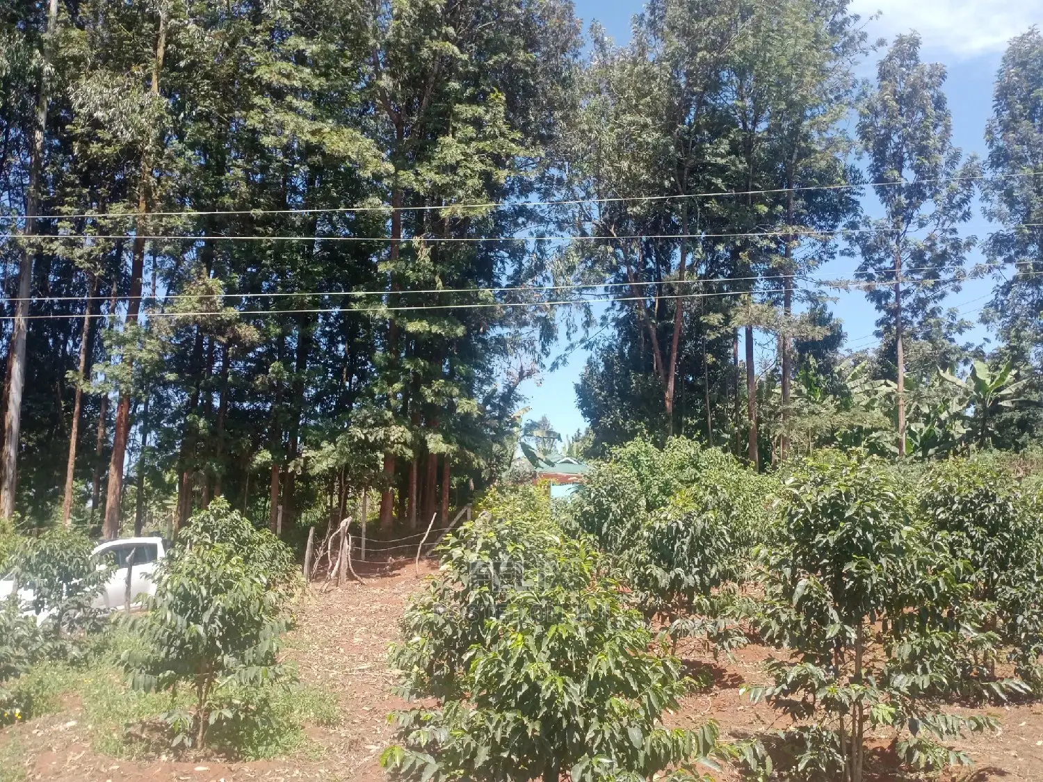 Karatina Mwanda Quarter Plot