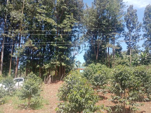 Karatina Mwanda Quarter Plot - thumbnail 7