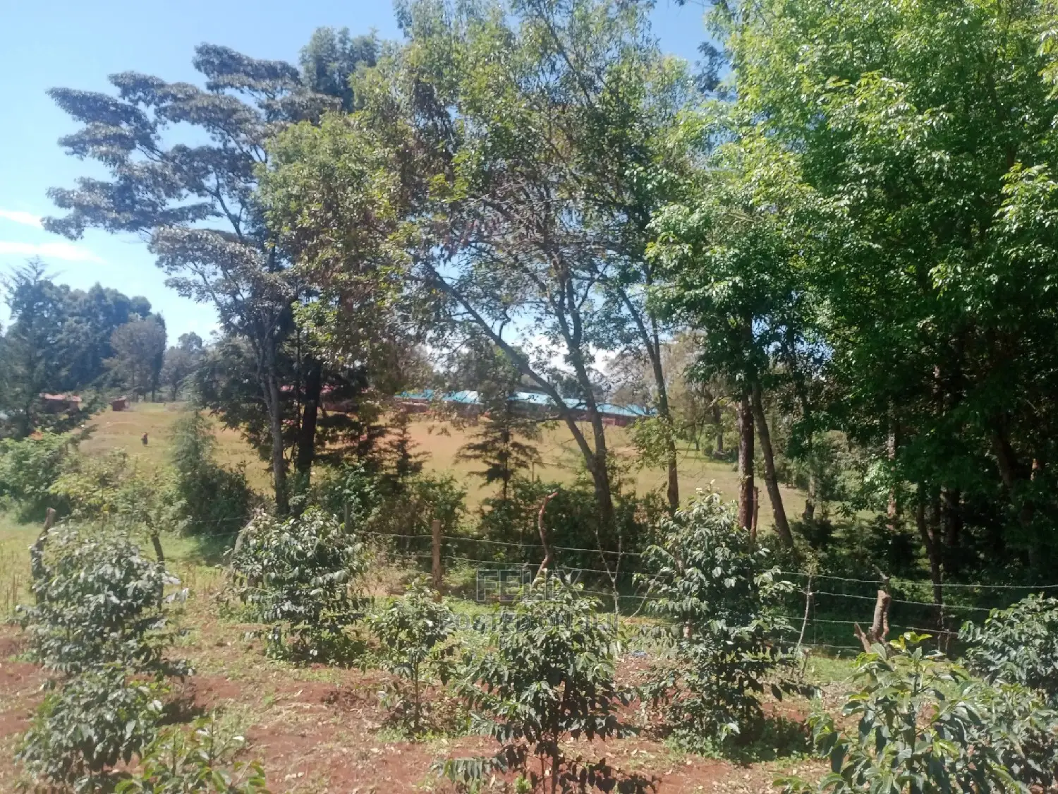 Karatina Mwanda Quarter Plot