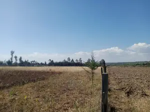 Narumoru 4.5 Acres On