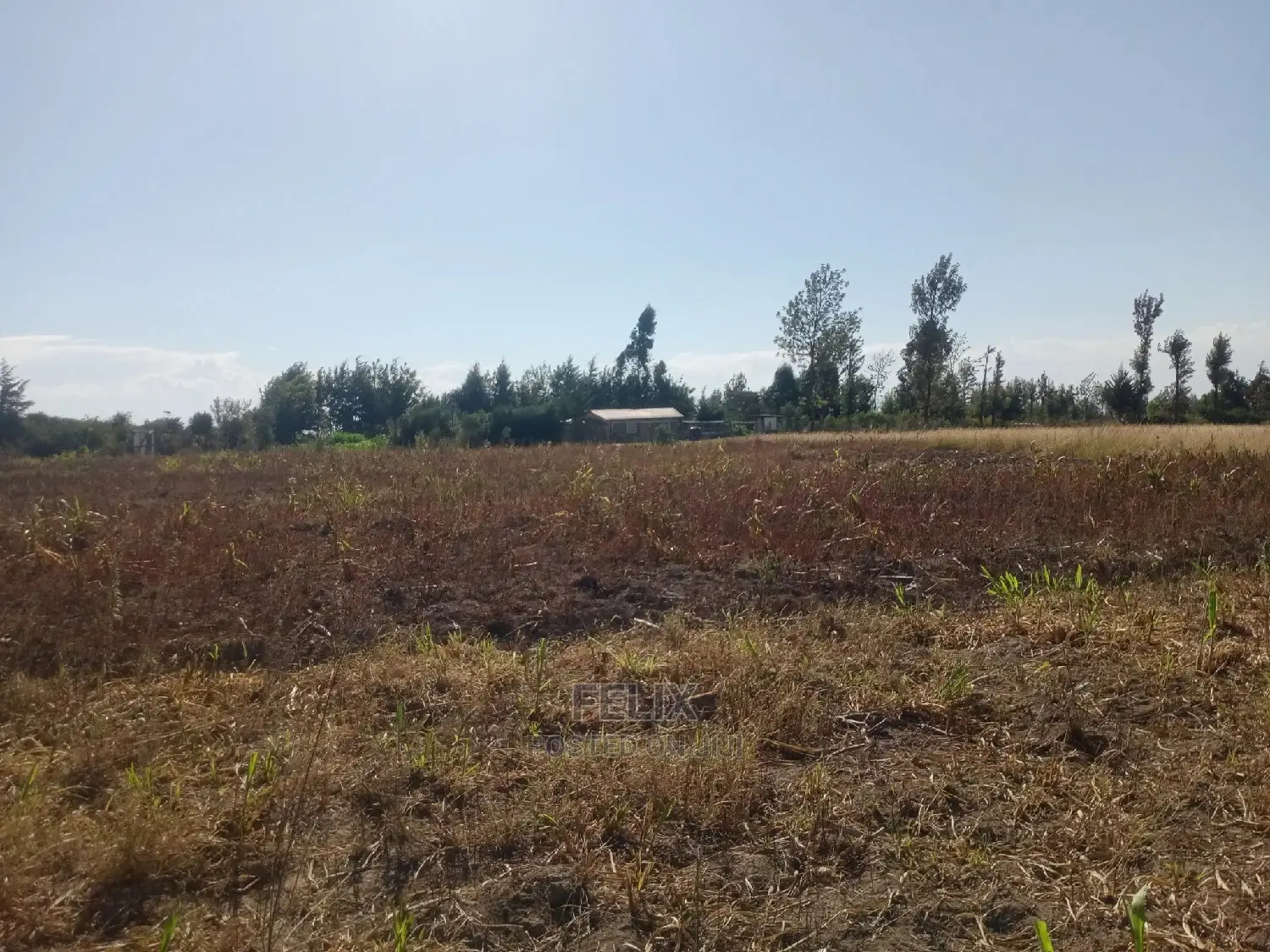 Narumoru 4.5 Acres On