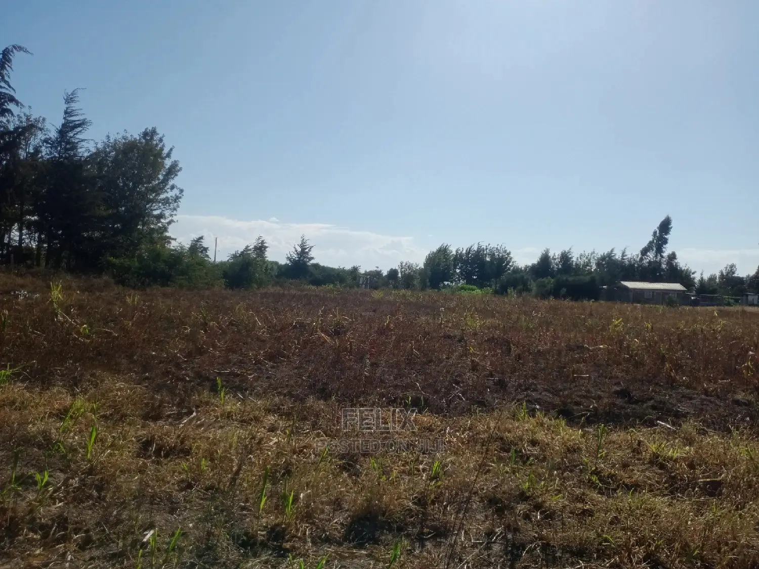 Narumoru 4.5 Acres On