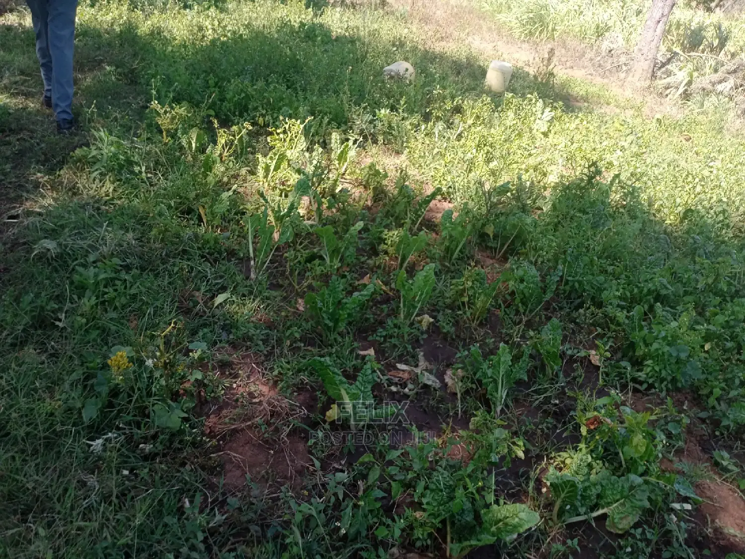 Nanyuki Airstrip 1.5 Acres