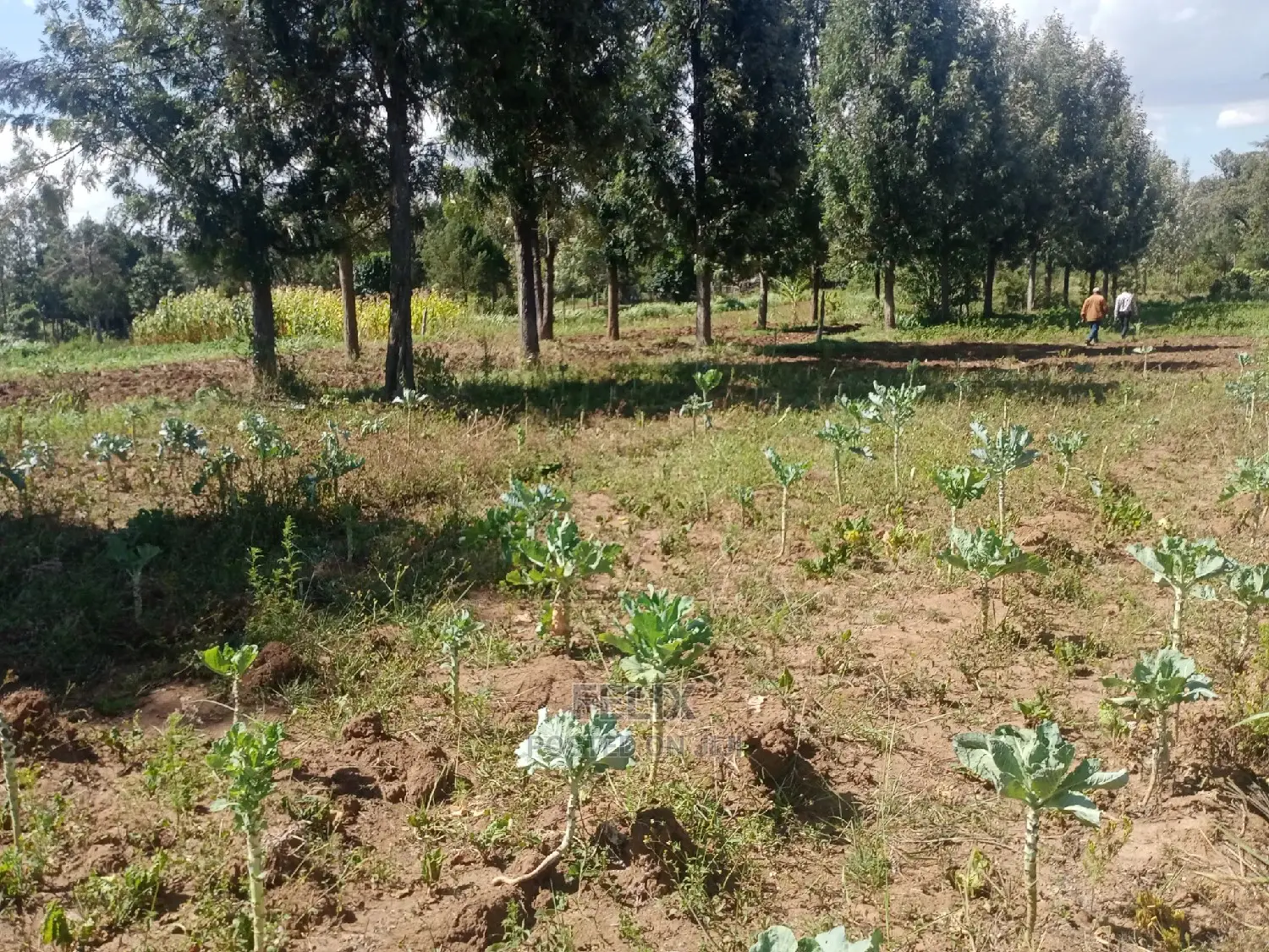 Nanyuki Airstrip 1.5 Acres