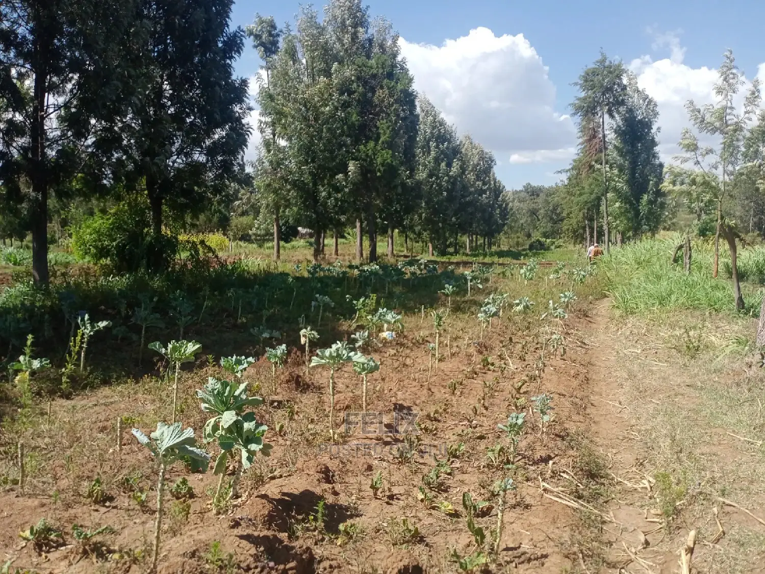 Nanyuki Airstrip 1.5 Acres