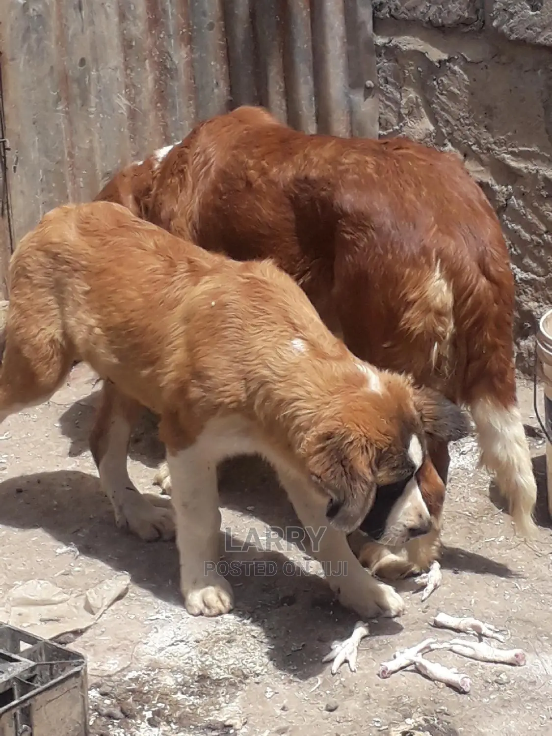 3-6 Month Male Purebred Saint Bernard